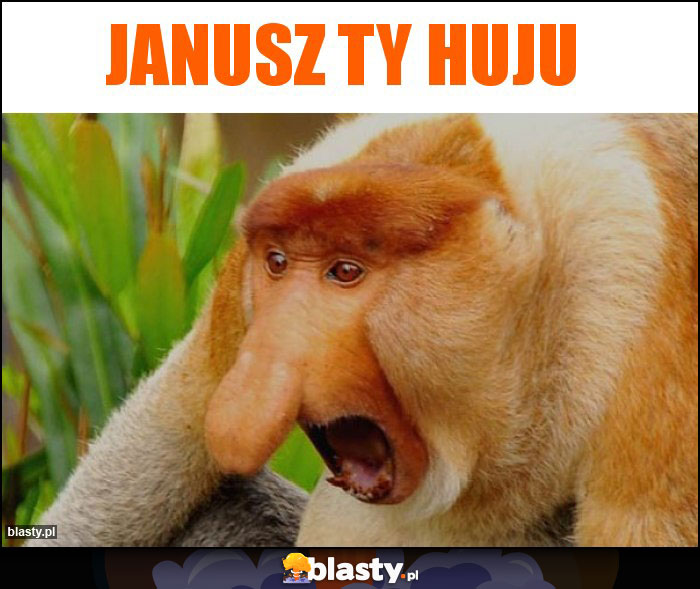 Janusz ty huju