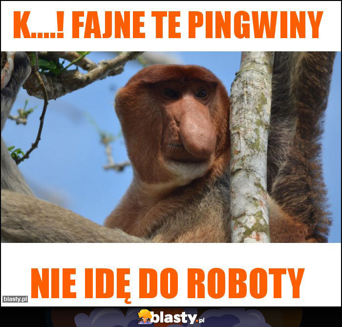 K....! FAJNE TE PINGWINY