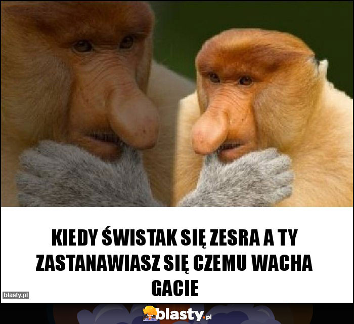 Kiedy świstak się zesra a ty zastanawiasz się czemu wacha gacie