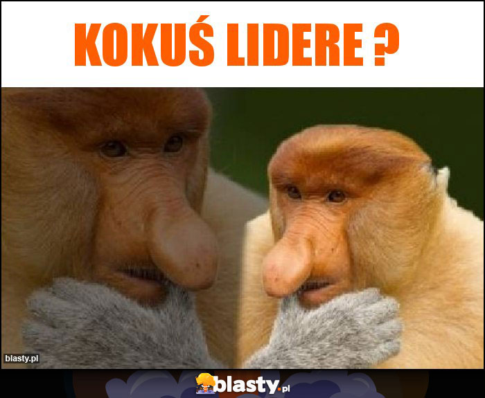 Kokuś lidere ?