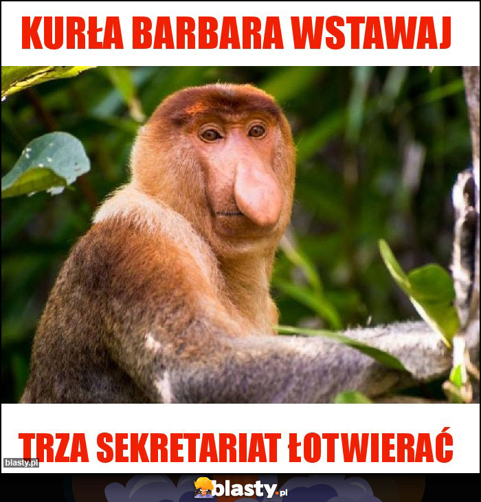 Kurła barbara wstawaj