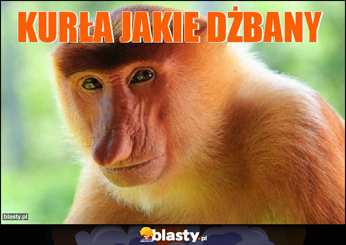 Kurła jakie dżbany