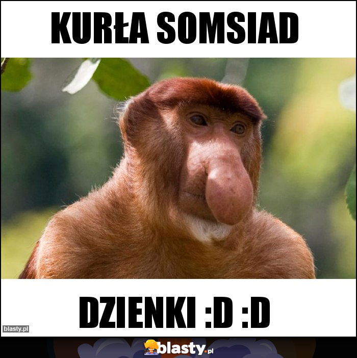 KURŁA SOMSIAD