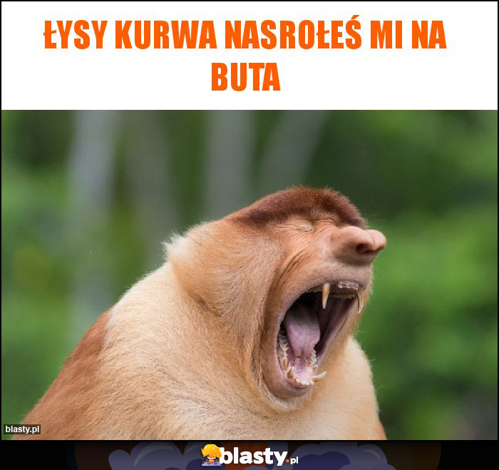 Łysy kurwa nasrołeś mi na buta