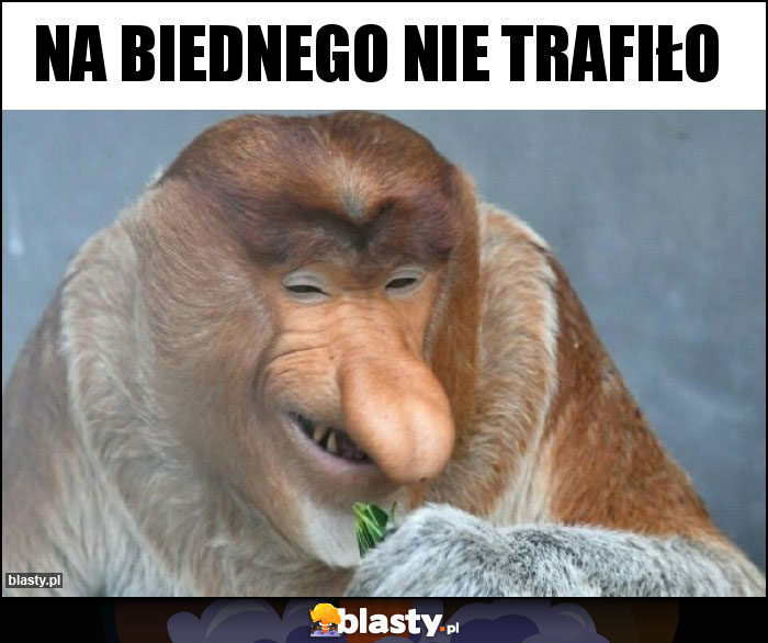 na biednego nie trafiło