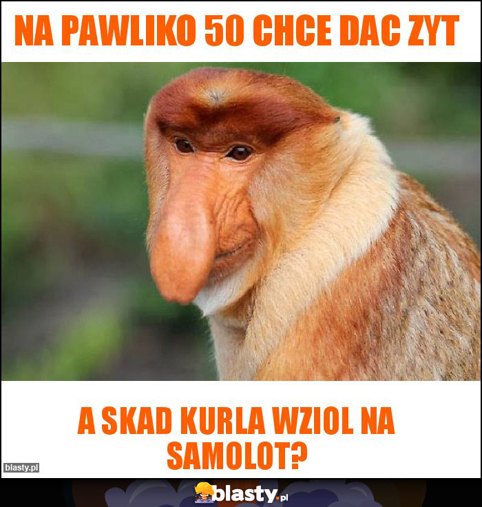 NA PAWLIKO 50 CHCE DAC ZYT