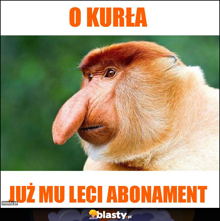 o kurła