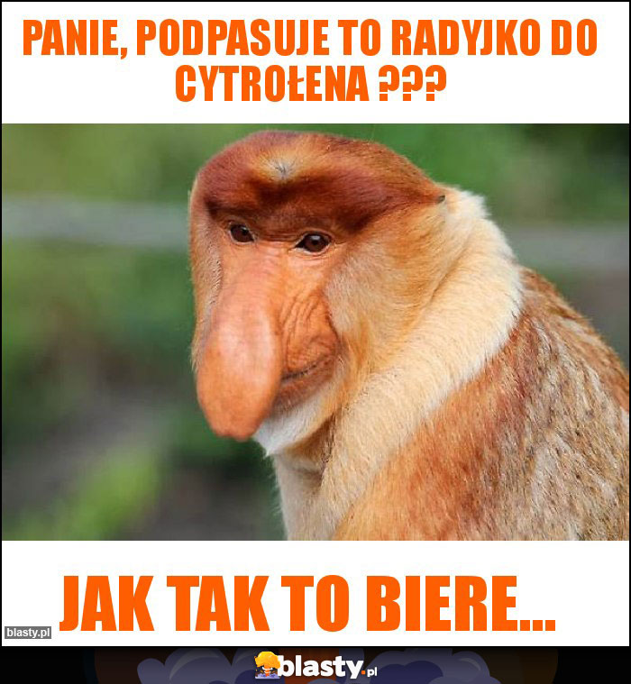 Panie, podpasuje to radyjko do cytrołena ???