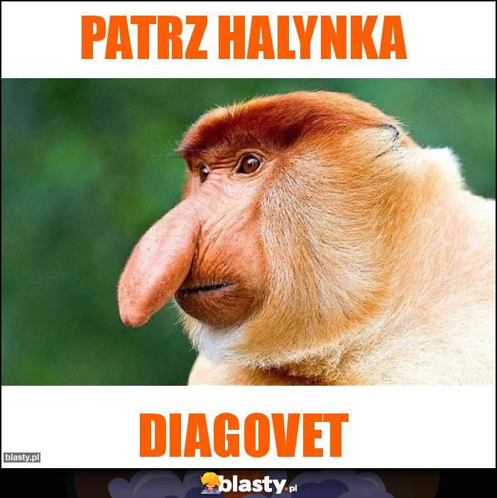 PATRZ HALYNKA