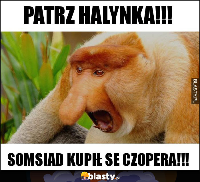 PATRZ HALYNKA!!!