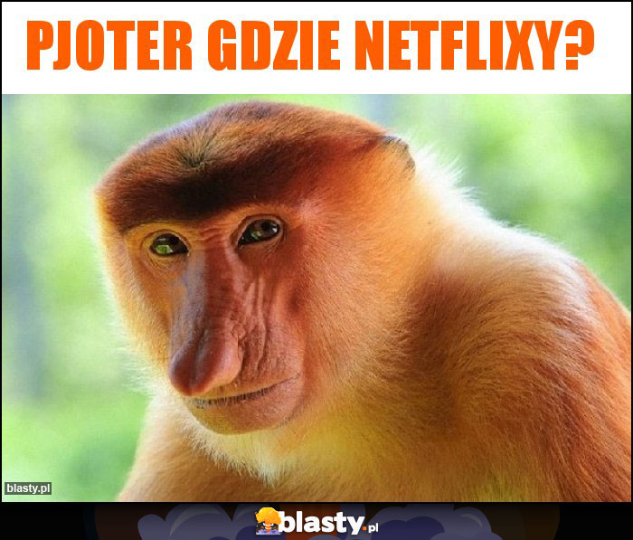 Pjoter gdzie netflixy?