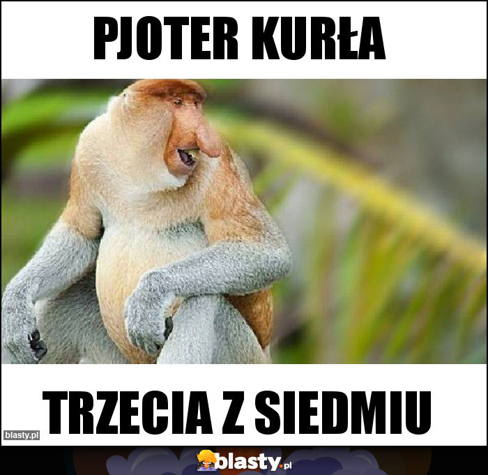 Pjoter kurła