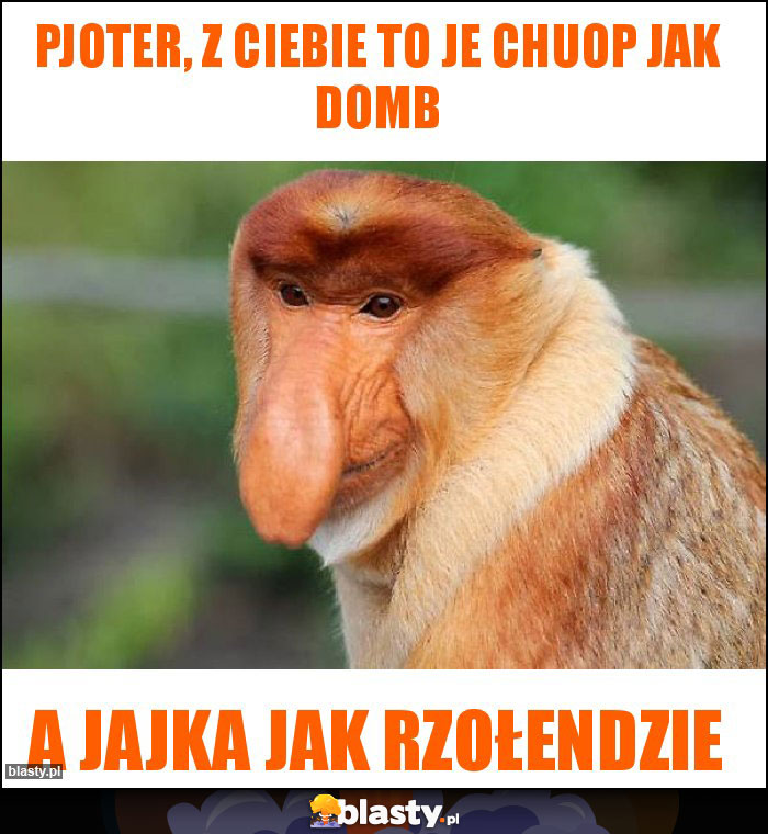 Pjoter, z ciebie to je chuop jak domb