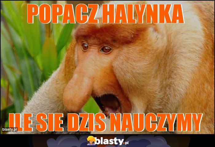 POPACZ HALYNKA