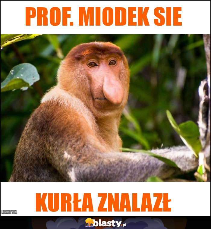 Prof. Miodek sie