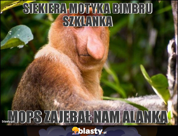 Siekiera motyka bimbru szklanka