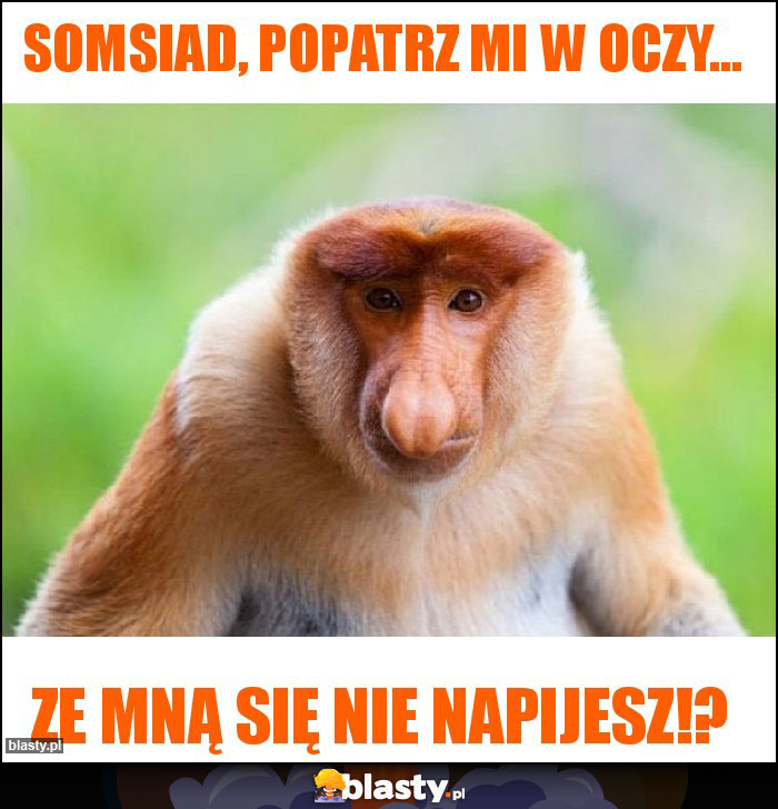 Somsiad, popatrz mi w oczy...