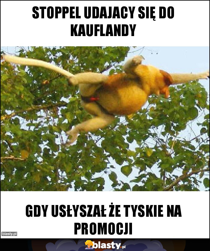 Stoppel Udajacy Się Do Kauflandy