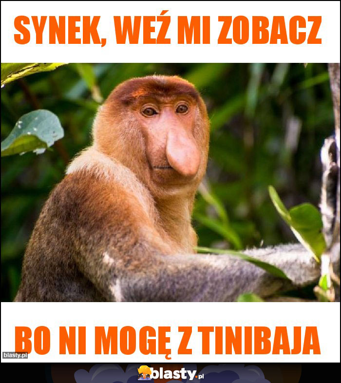 Synek, weź mi zobacz