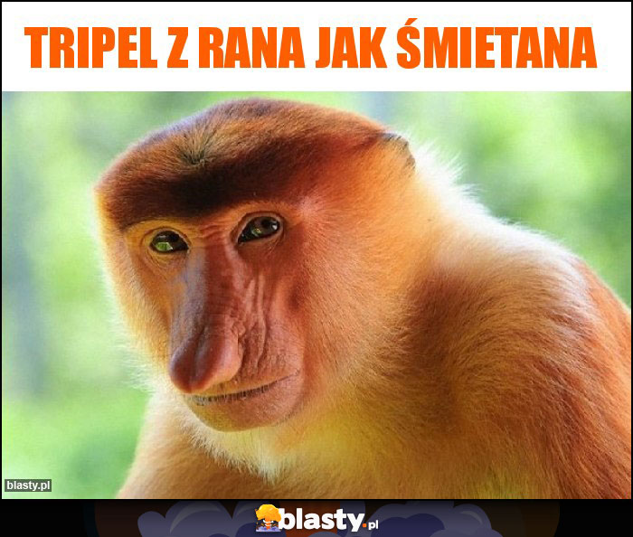 Tripel z rana jak śmietana