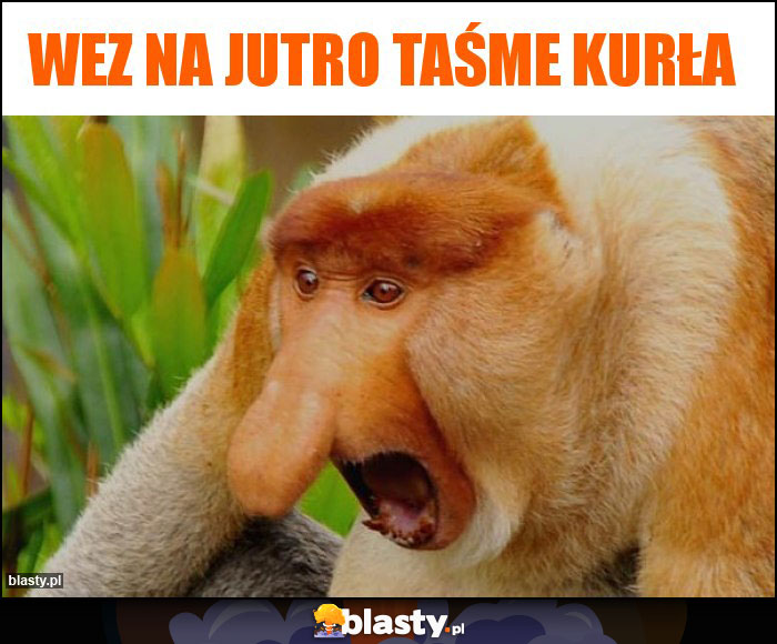 Wez na jutro taśme kurła