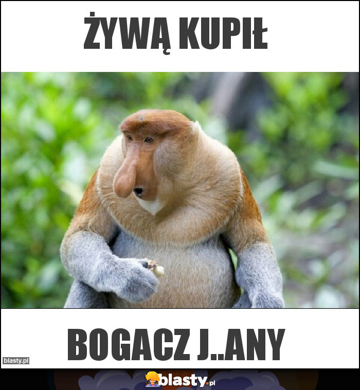 żywą kupił