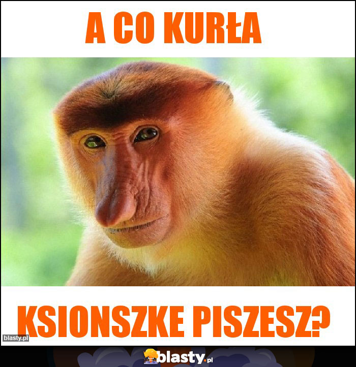 A co kurła