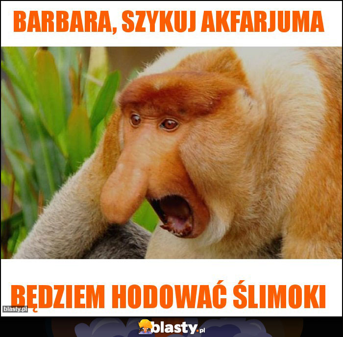 Barbara, szykuj akfarjuma