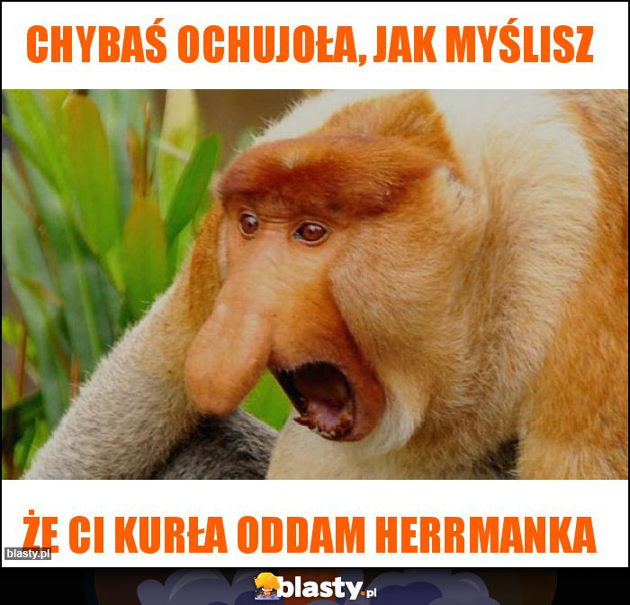 chybaś ochujoła, jak myślisz