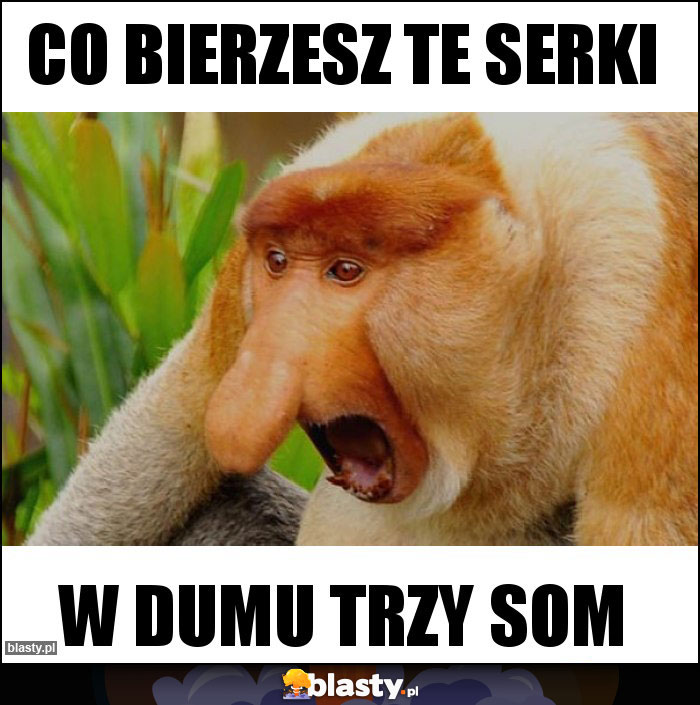 Co bierzesz te serki