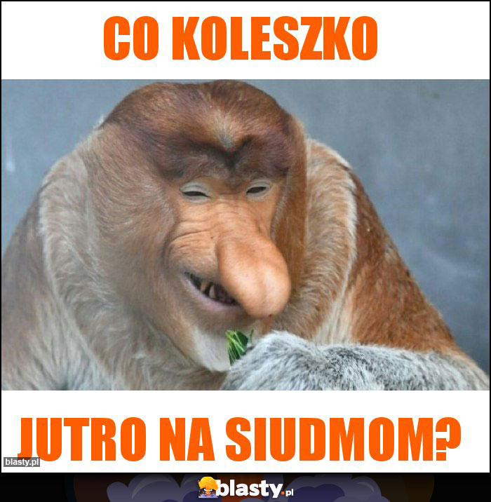 Co Koleszko