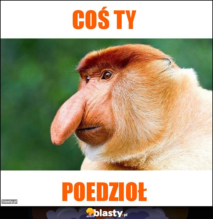 Coś ty