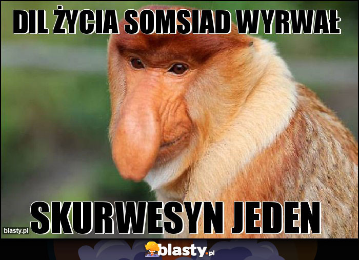 dil życia somsiad wyrwał