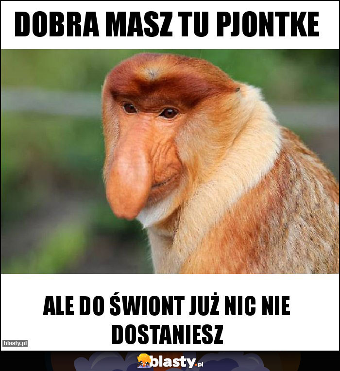 Dobra masz tu pjontke