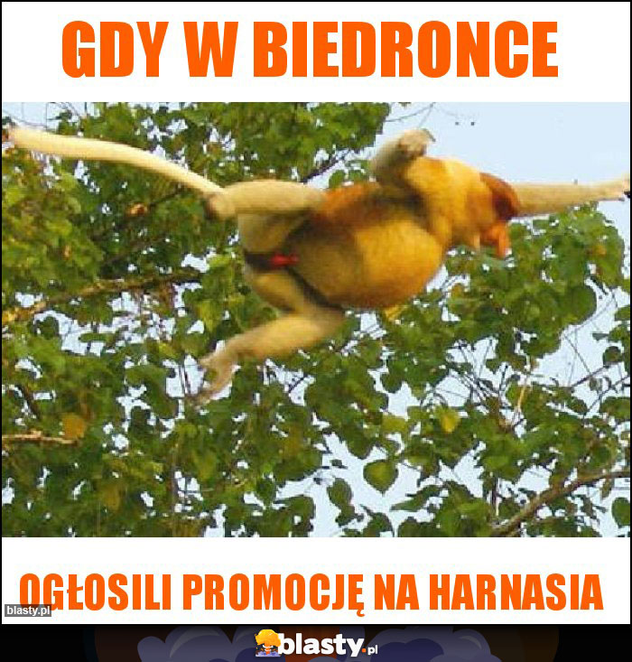 gdy w biedronce