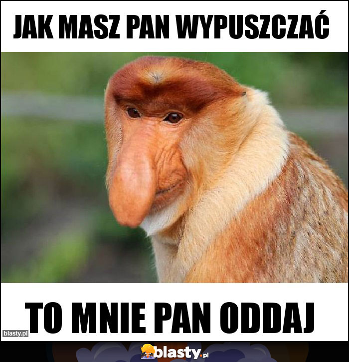 Jak masz Pan wypuszczać