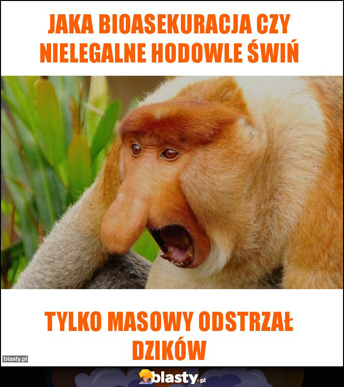 Jaka bioasekuracja czy nielegalne hodowle świń