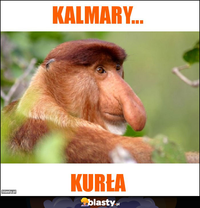 Kalmary...