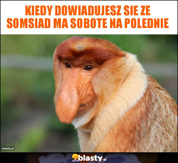 KIEDY DOWIADUJESZ SIE ZE SOMSIAD MA SOBOTE NA POLEDNIE