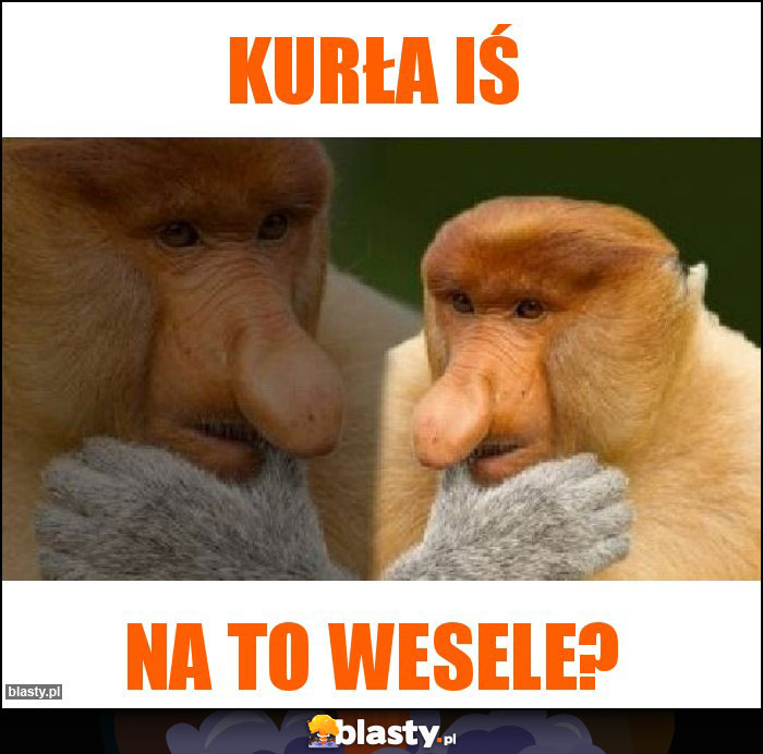 Kurła iś