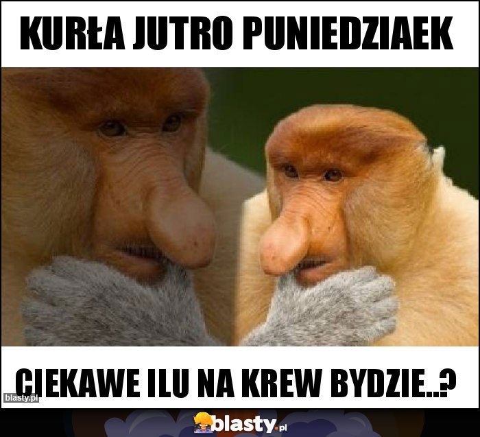 Kurła jutro puniedziaek