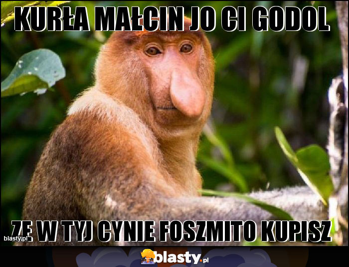 Kurła Małcin jo ci godol