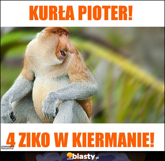 Kurła Pioter!