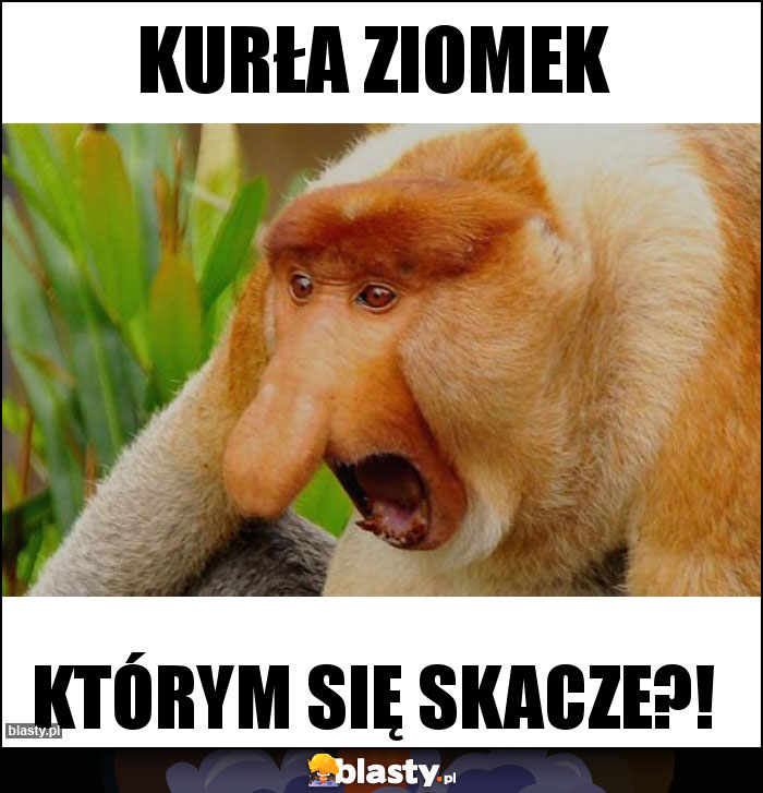 Kurła ziomek