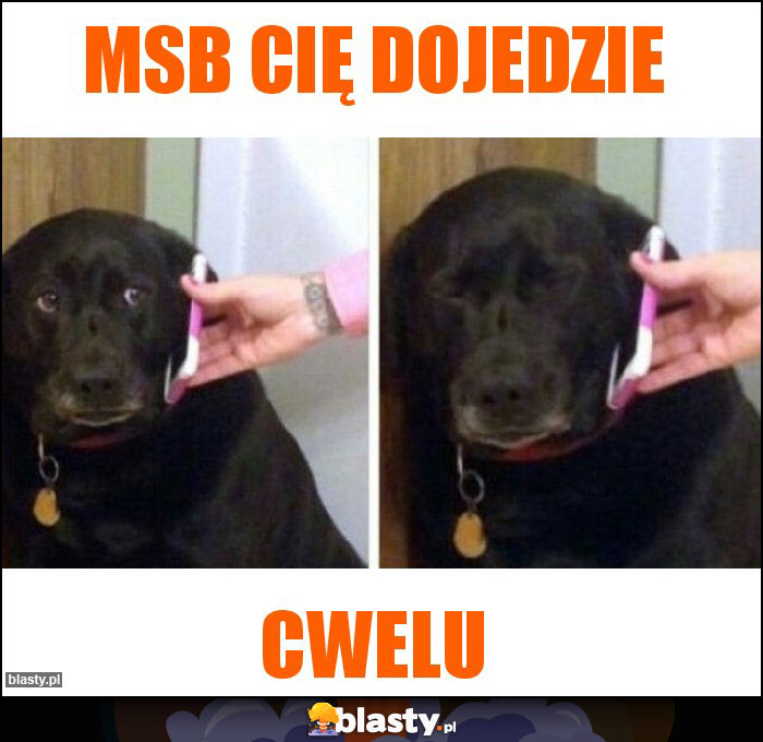 MSB Cię dojedzie