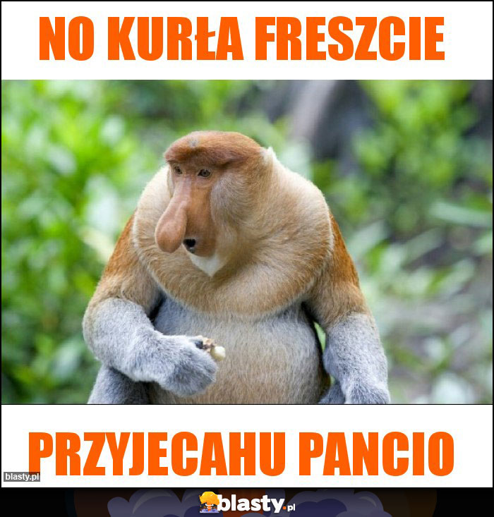 NO KURŁA FRESZCIE