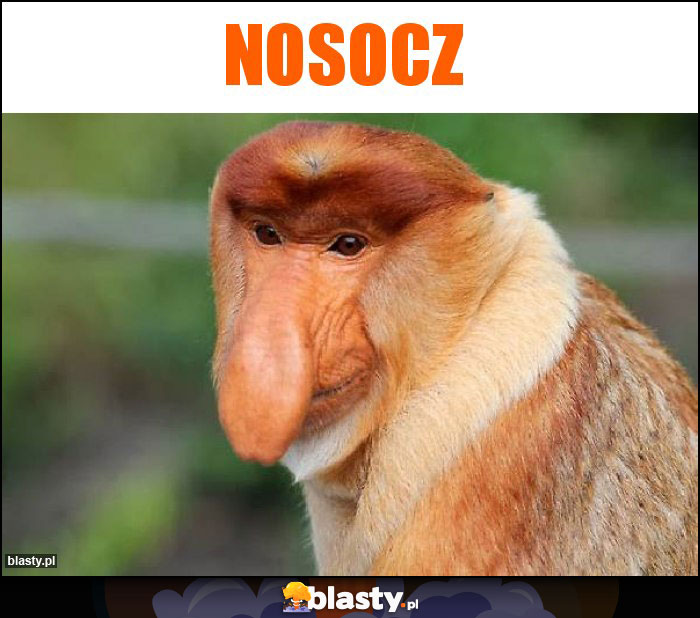 nosocz