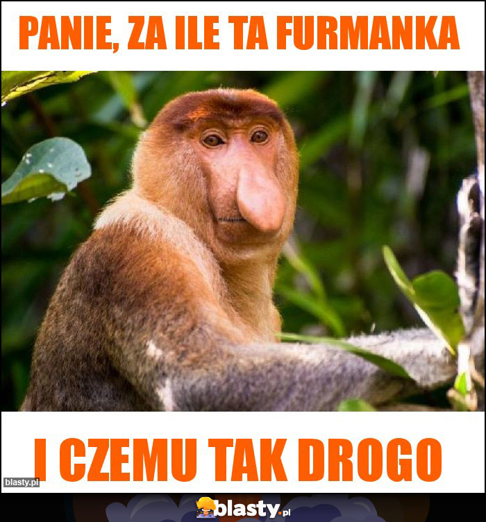 Panie, za ile ta furmanka