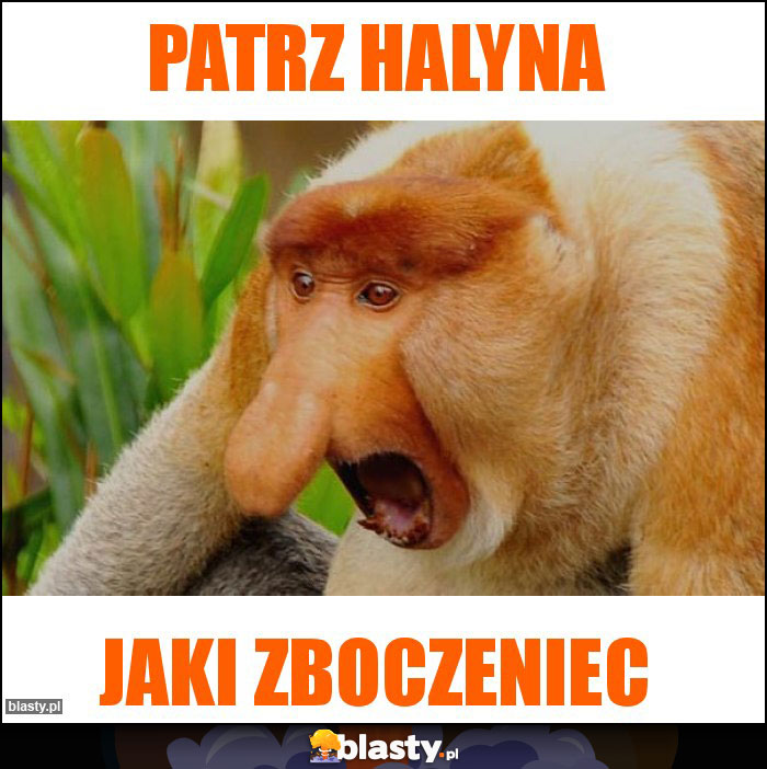 Patrz Halyna