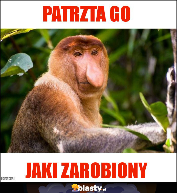 Patrzta go